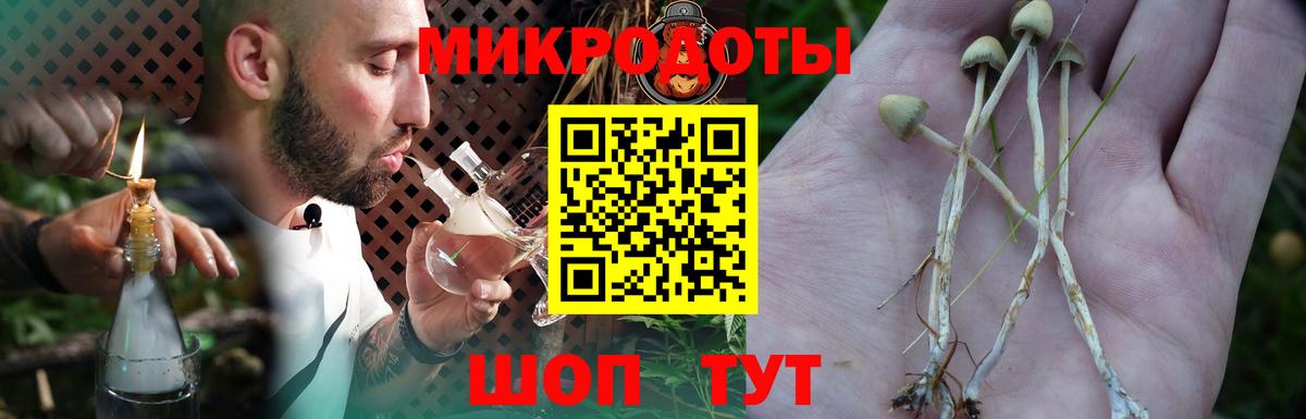 Галлюциногенные грибы Psilocybe Куйбышев